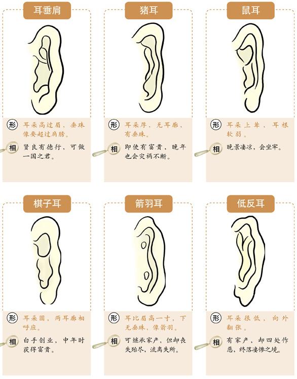 从耳朵形状看你的智商寿命与财富